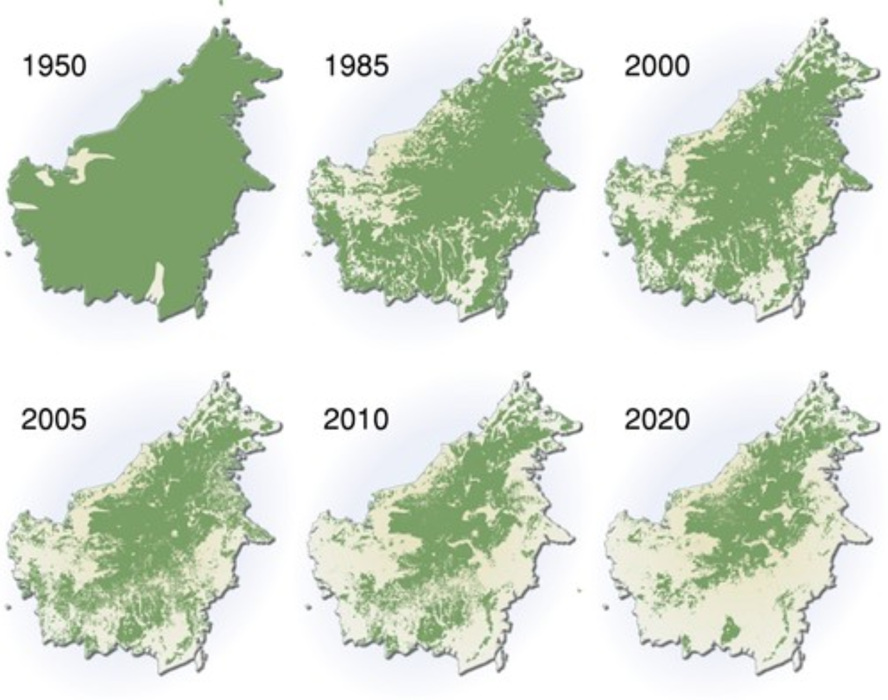 Why Palm Oil? – The Good, The Bad and the Sustainable