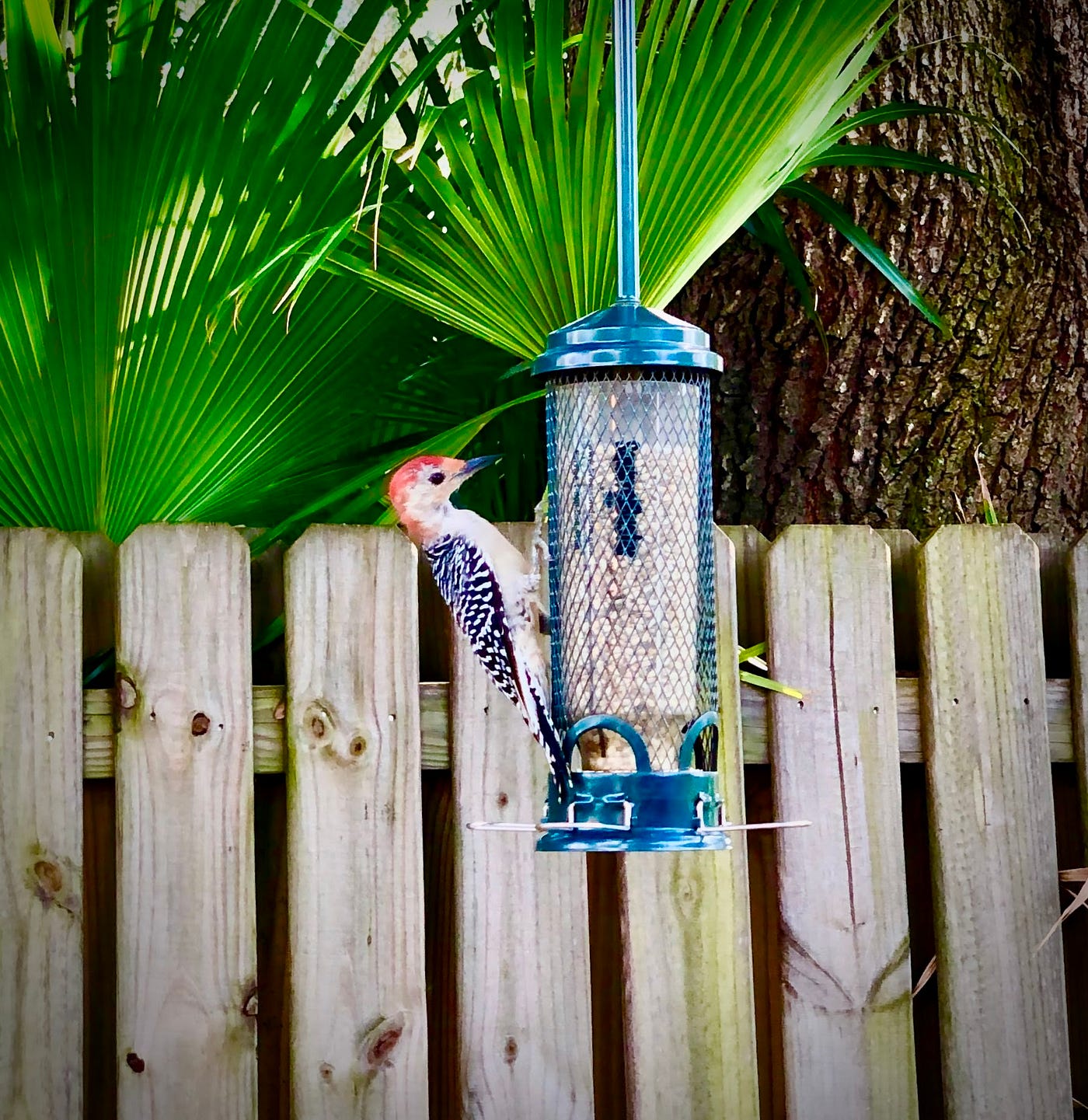 Can Rats Climb Bird Feeders: Surprising Facts You Must Know
