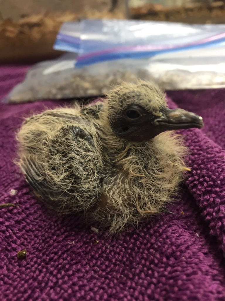 Is It Illegal to Feed a Baby Bird? Essential Facts Revealed
