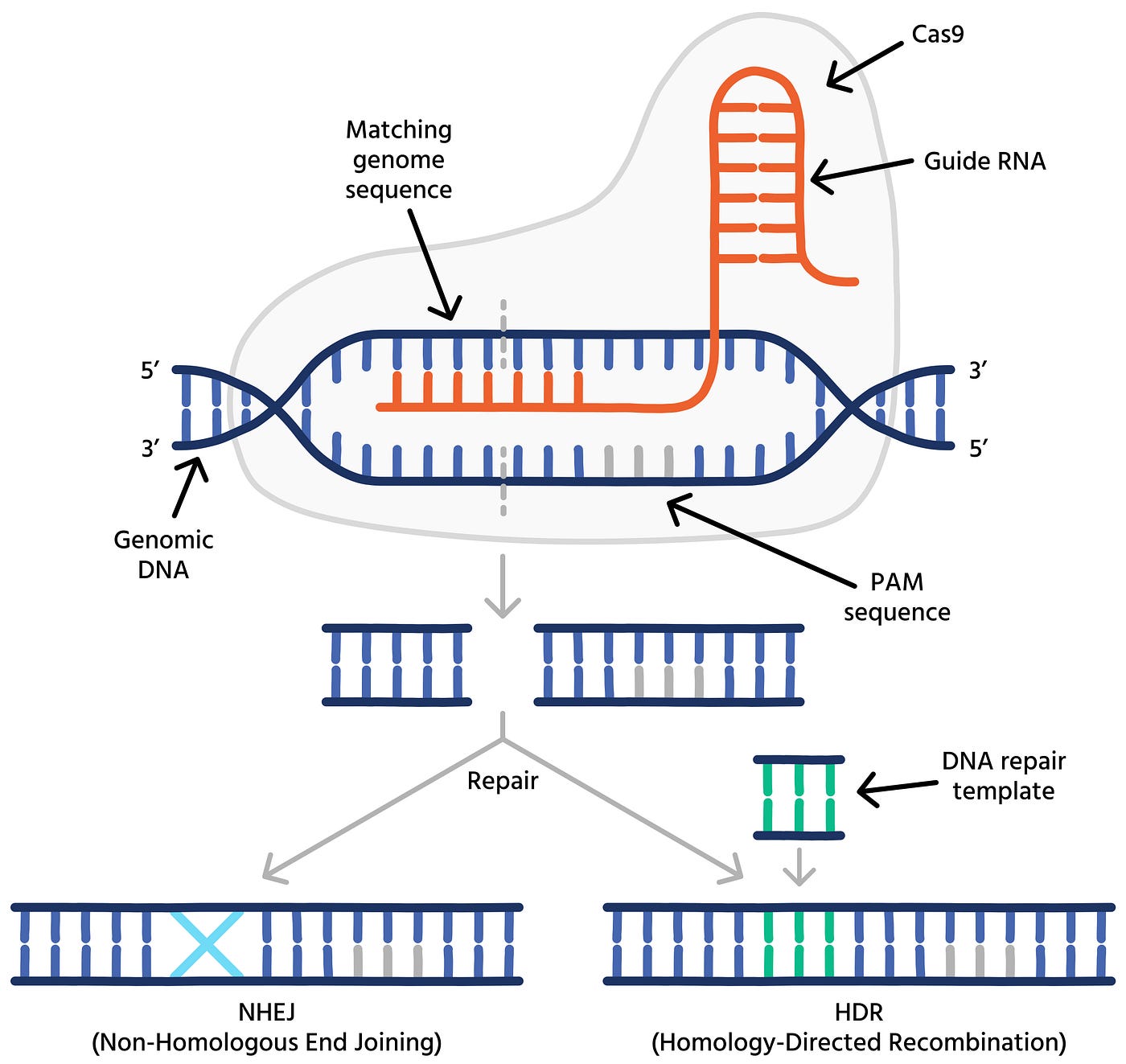 Diagram of CRISPR-Cas9 gene editing process in DNA strands. Photo credit