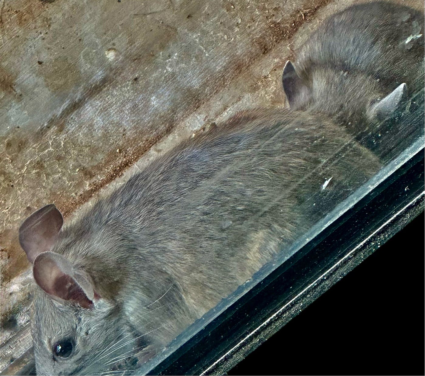 Mother and baby Wood Rat — personal photo