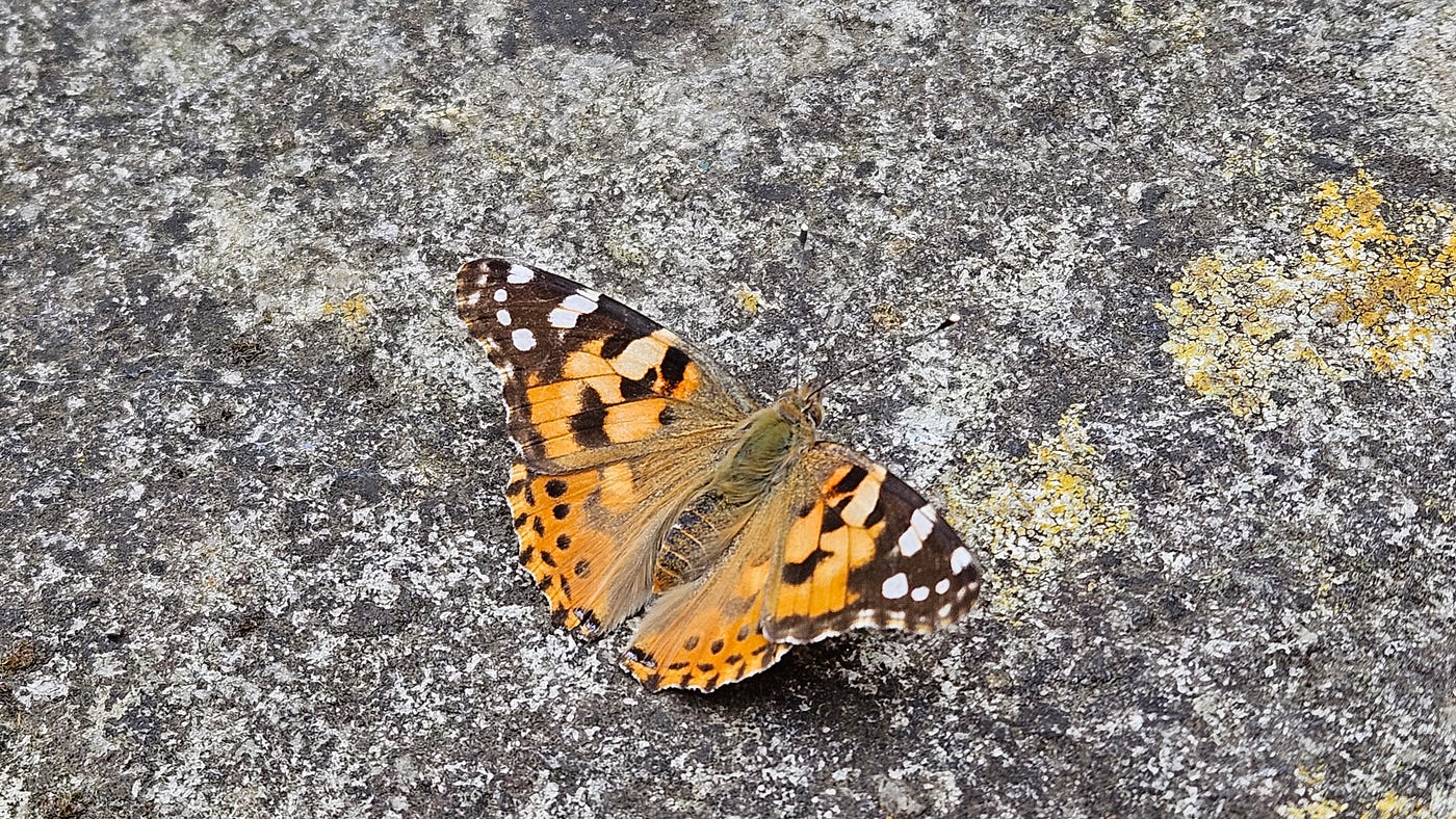 A Painted Lady Butterfly