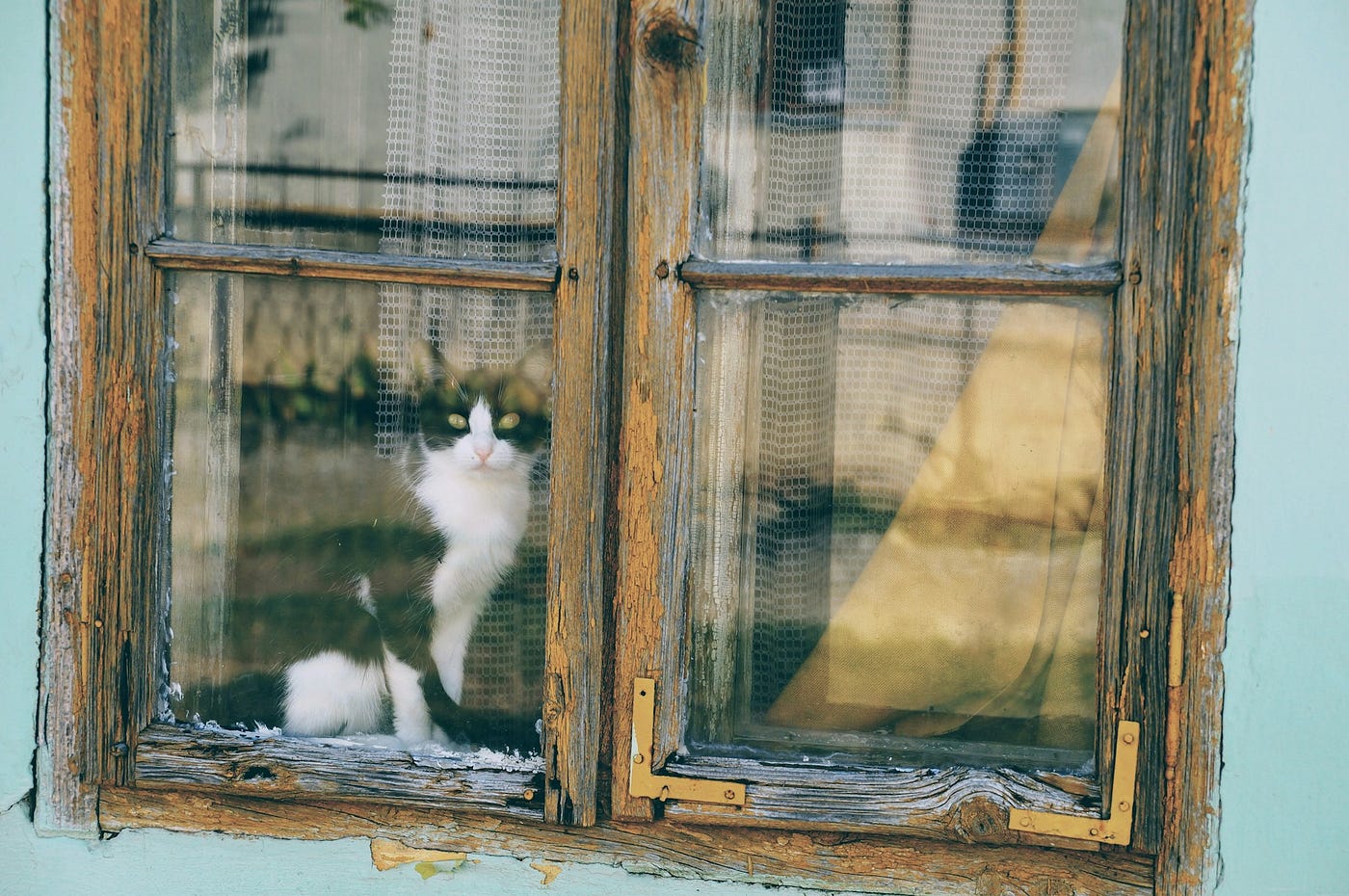 Image by Aleksandar Popovski on Unsplash