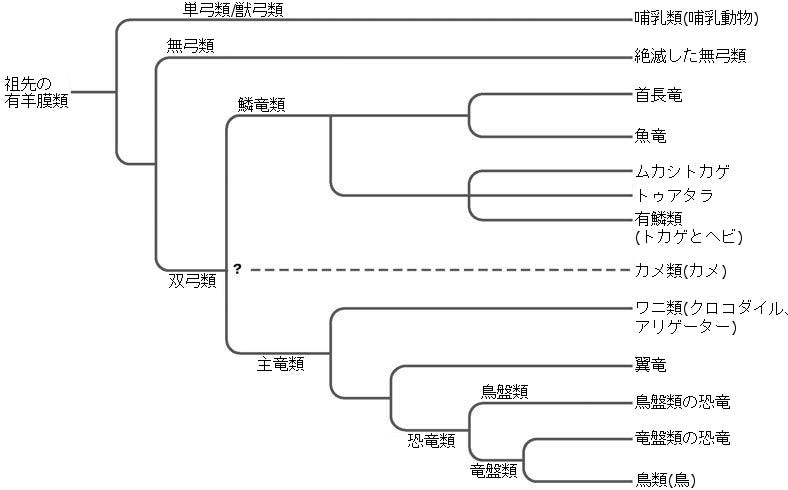 哺乳類の系統発生