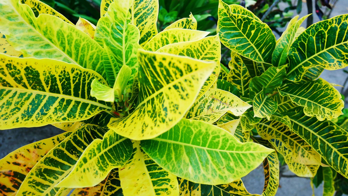 What Is Up With my Croton?. And What Do Croton Flowers Look Like? | by Matt  Croak Plants | Medium