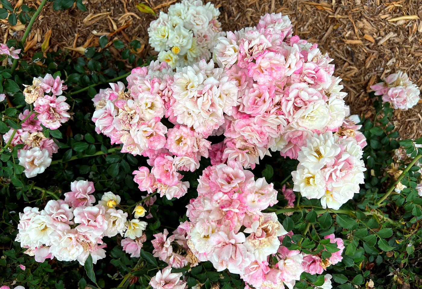White roses with pink tints: Image by author
