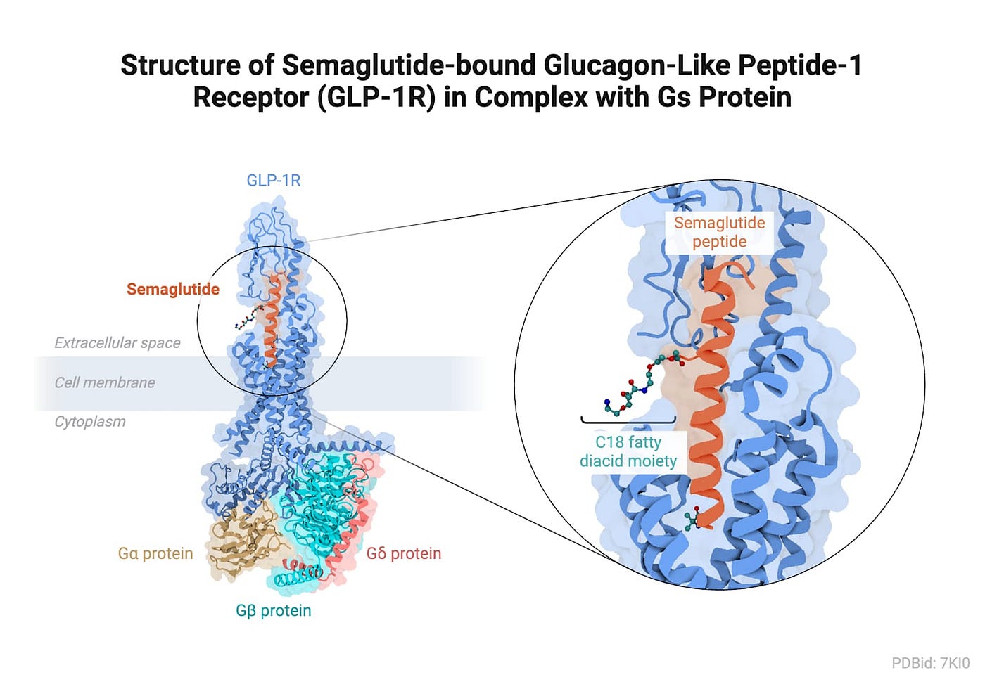 is semaglutide a protein From Anglerfish to Ahmedabad: How India Is About to Democratize the World's  Most Exclusive Drug | by Manzil Mudbari | Apr, 2026