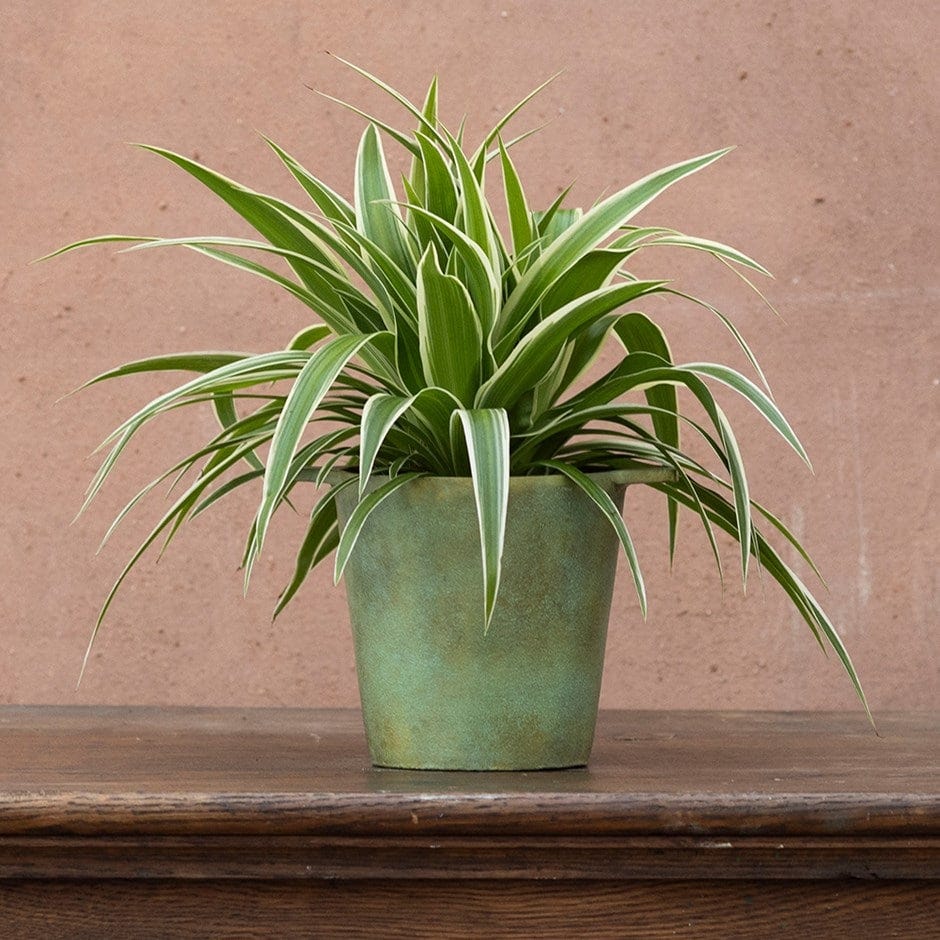 chinese indoor plants Chinese Evergreen 'White Stem'