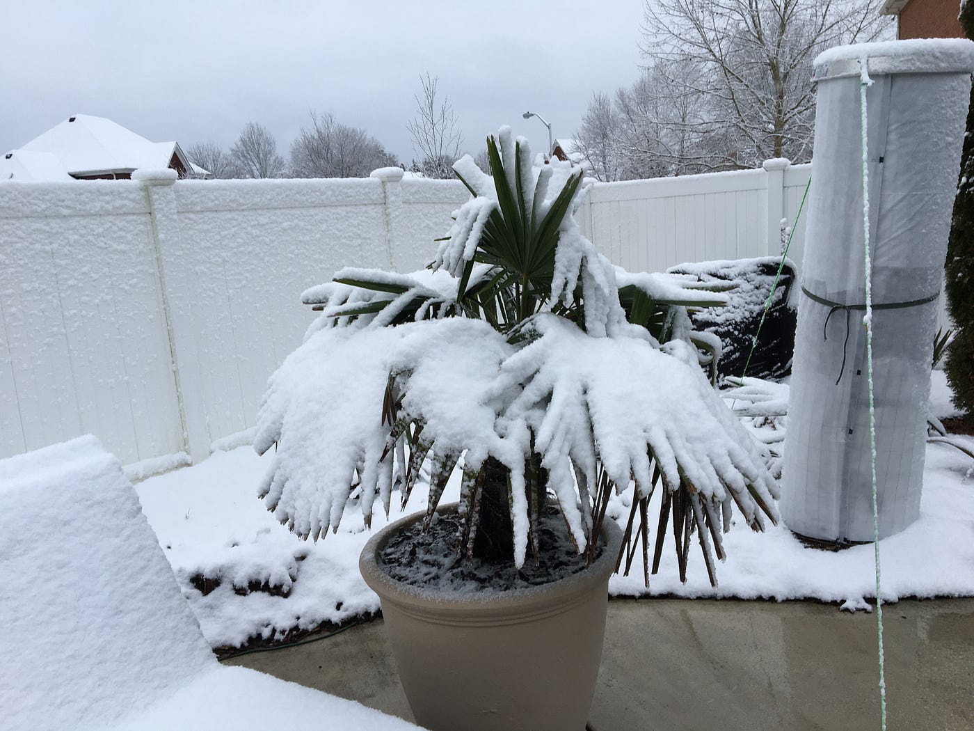 How to Treat Palm Trees for Spear Pull and Spring Fungus Prevention