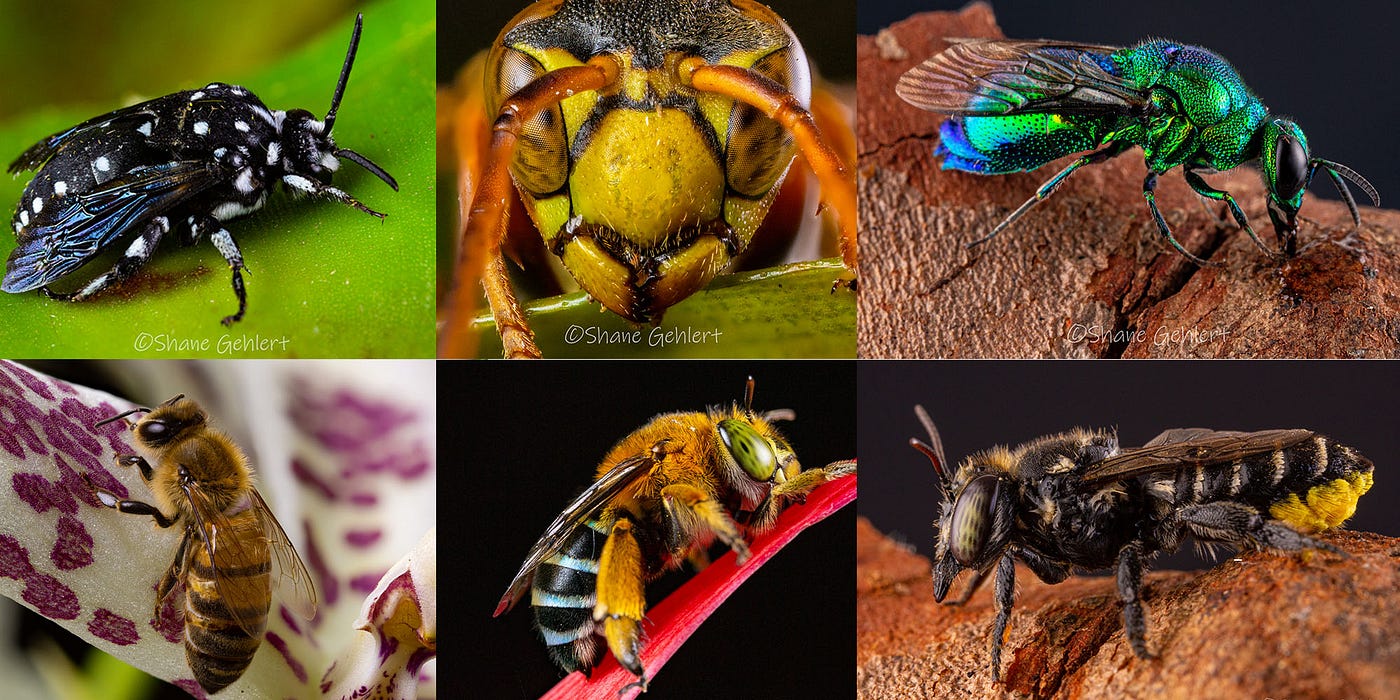 Top left to right: Cuckoo bee, mud nest wasp, cuckoo wasp, European honeybee, blue banded bee, native stingless bee. Photos by the author