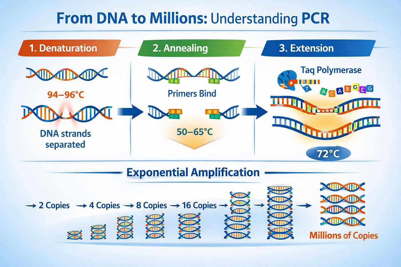 From DNA to Millions: Understanding PCR