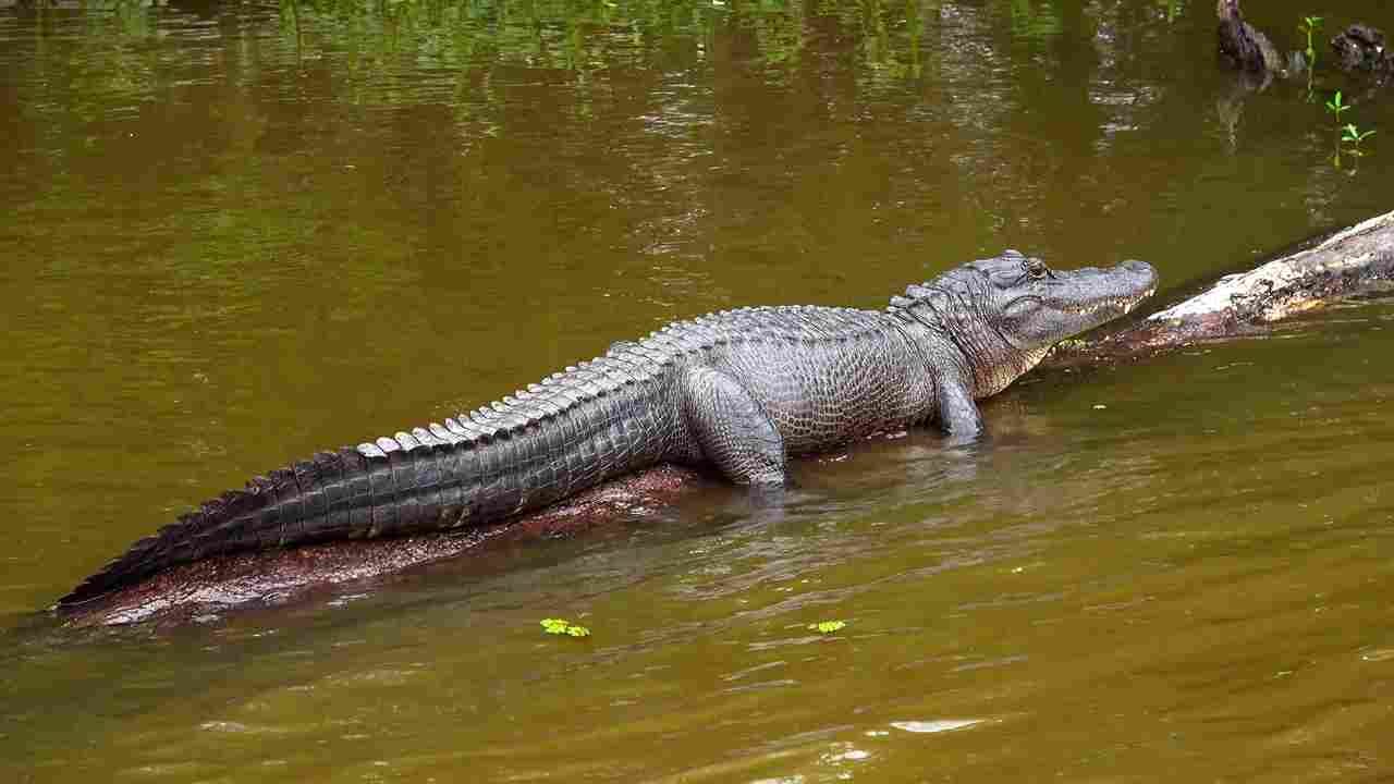 Can Crocodiles and Alligators Mate? | by 