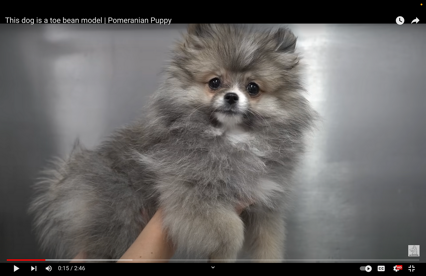 Medium pomeranian cheap