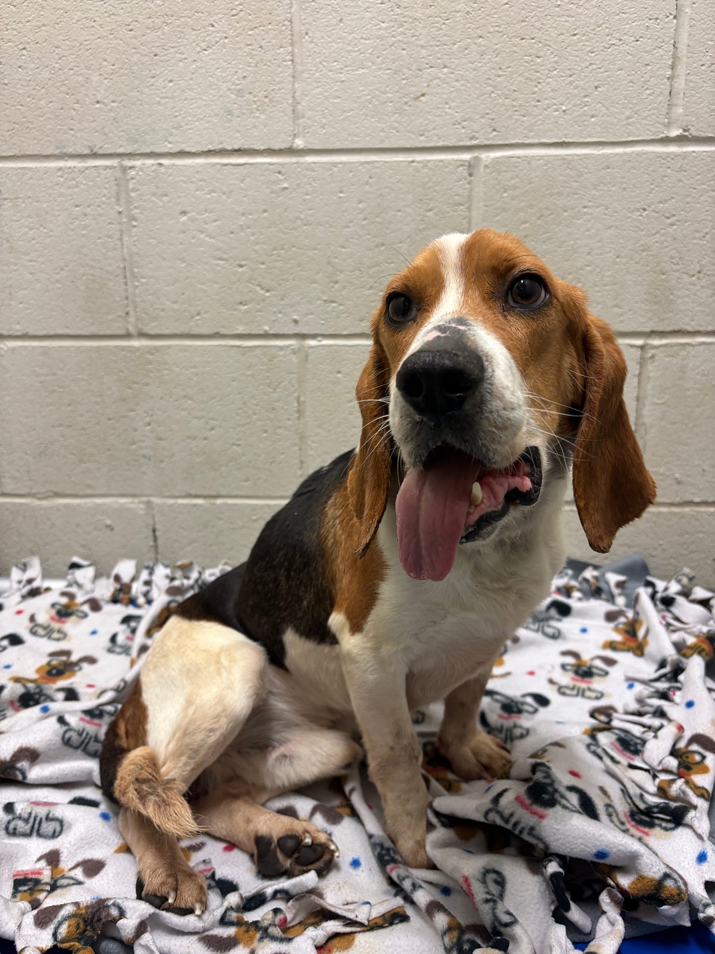 A Broken Jaw, a Quiet Fight, and One Remarkable Dog Named Oatmeal