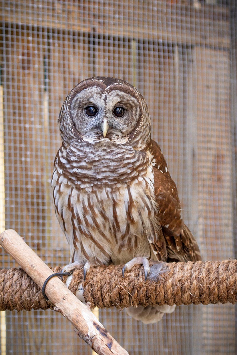 Barred Owl or Barn Owl?. Written by Jessica Blosberg… | by ...