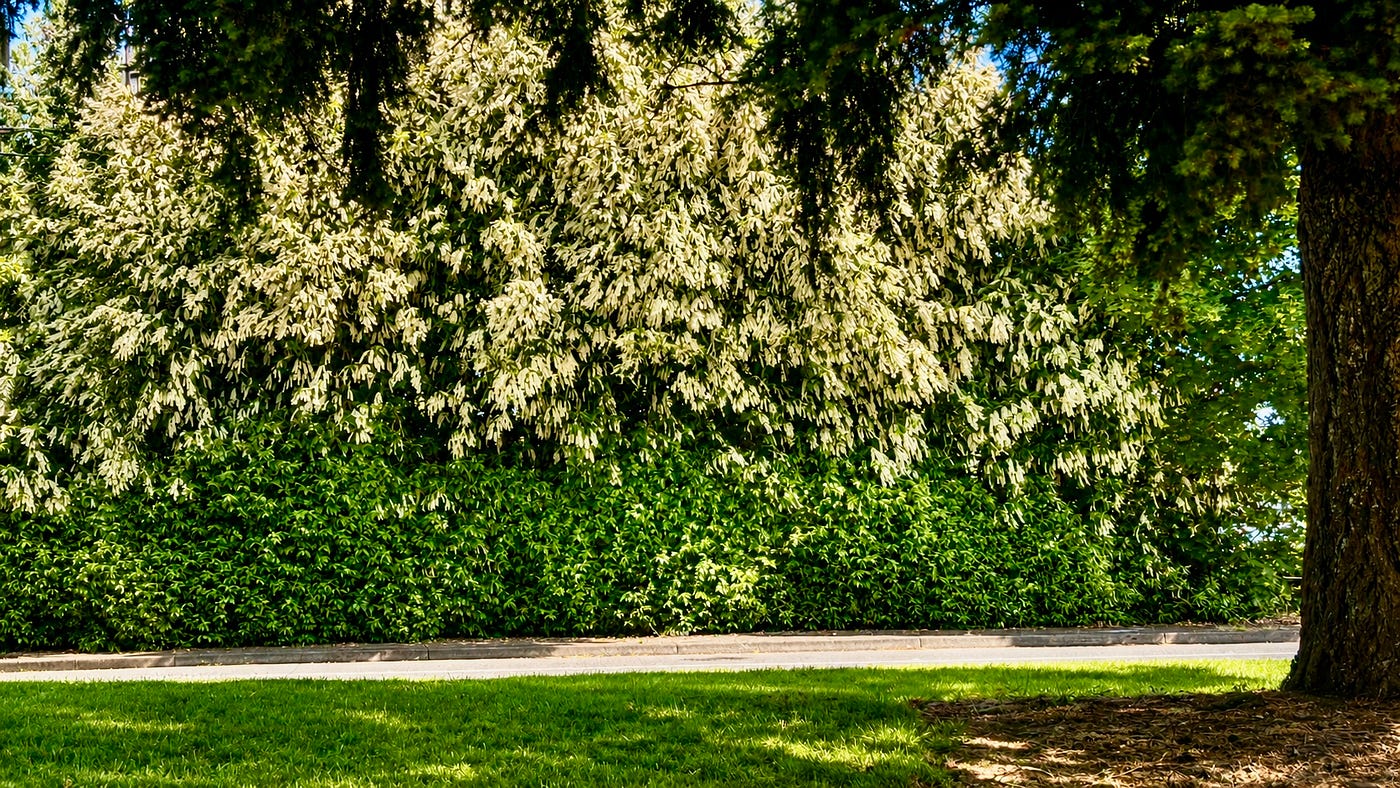 Where the Mountain Laurel Blooms