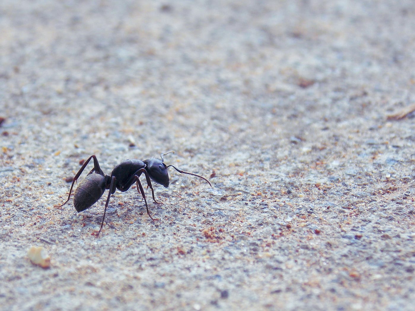 A tiny ant experiences only the small surface beneath its feet. On a sufficiently large curved world, that local patch can feel flat even when the whole surface is not. Photo by Jenny Chambers on Unsplash.