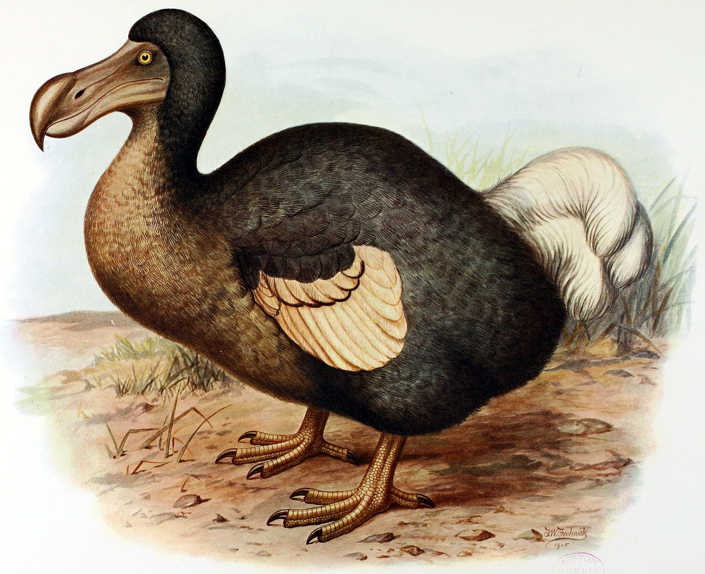 How the Dodos Went Extinct, Fear of the Unknown, and Information Addiction, by Lizzy Burnam 🐞