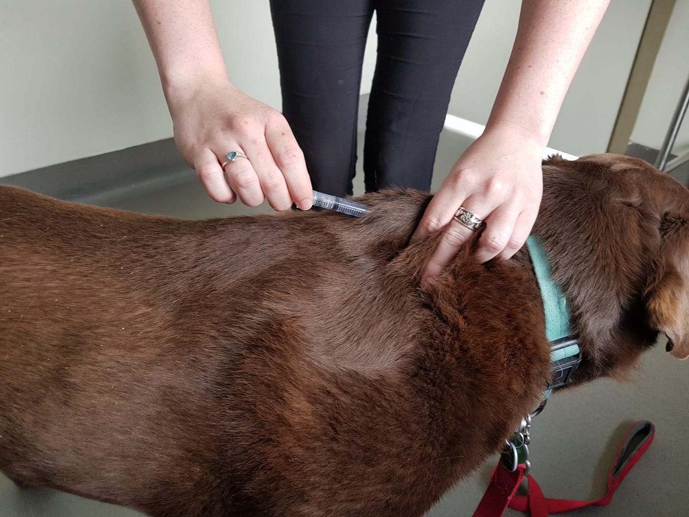 Affordable Dog Vaccinations in Keysborough