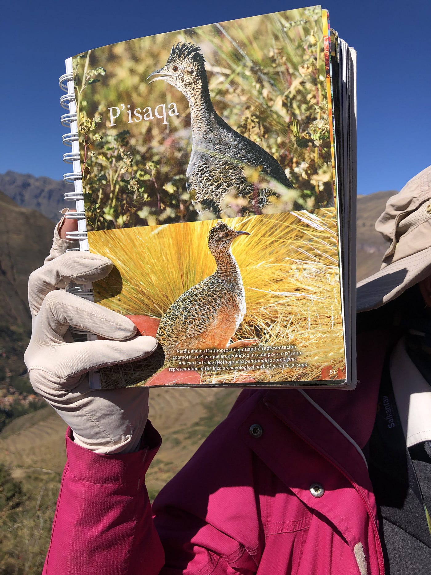 像鳥頭的 Pisac