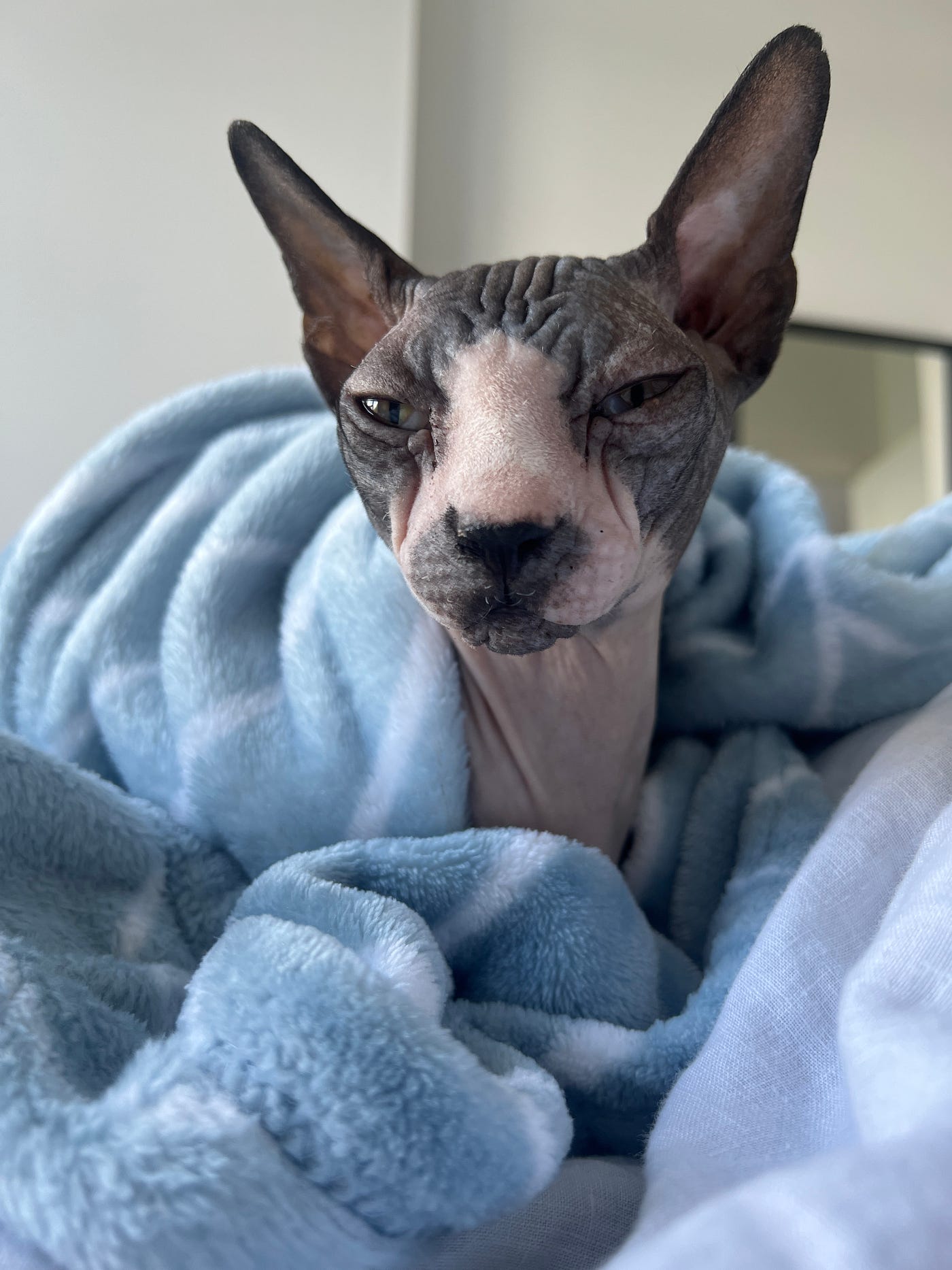 Health Issues of Hairless Cats: Essential Care Tips