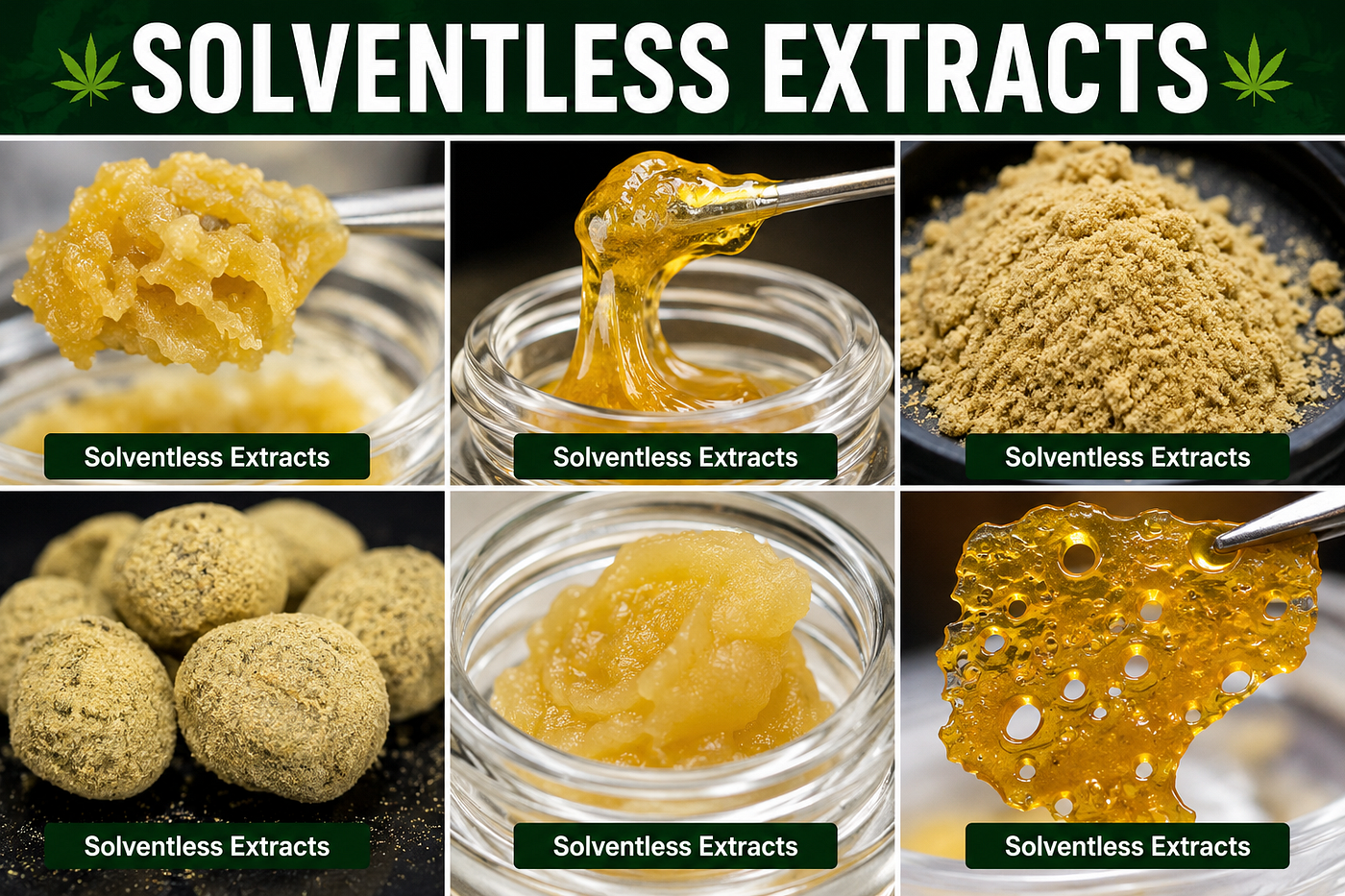 Explore the Remarkable Quality of Modern Solventless Extracts