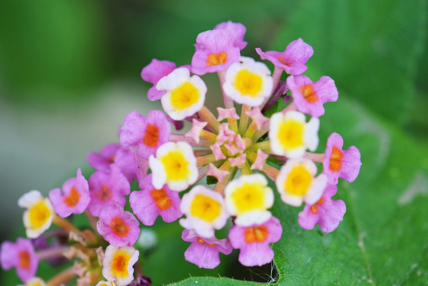 12 Plants That Act as Natural Snake Repellents for Your Garden | by  Jennifer Woods | Medium