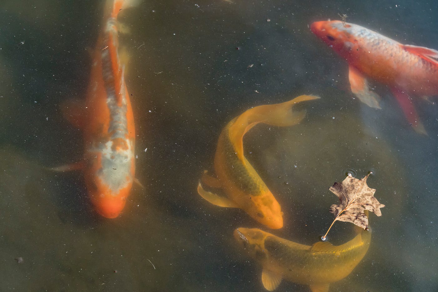 Koi Polloi