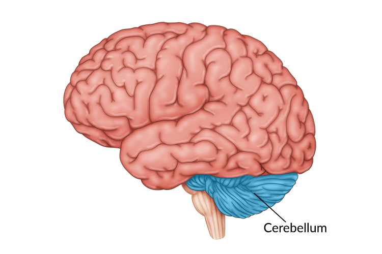 How much Data the human brain can store? | by E11even | Medium