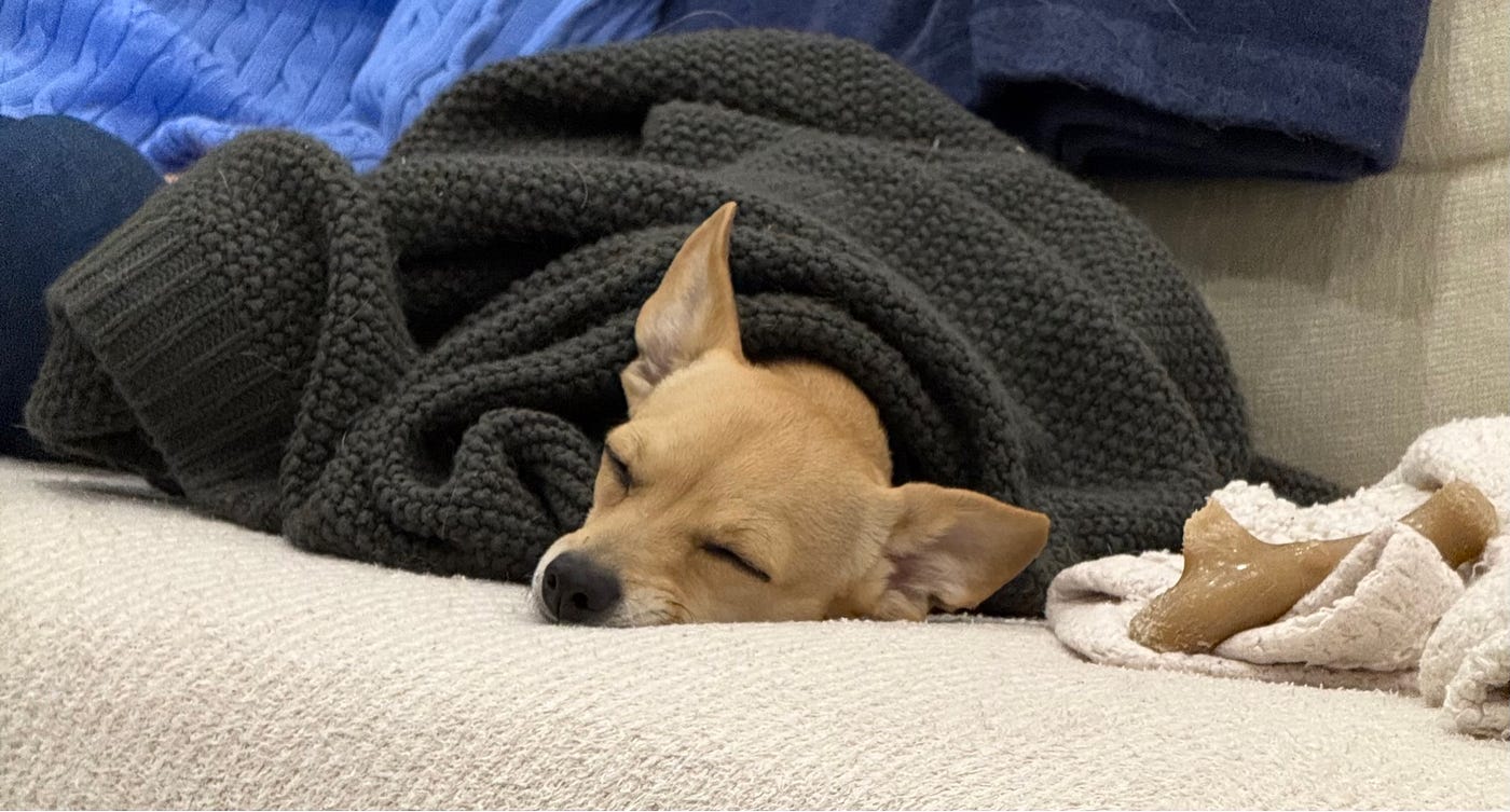 My Soul Dog. The dog meant for you will find you | by Corinne Ryan