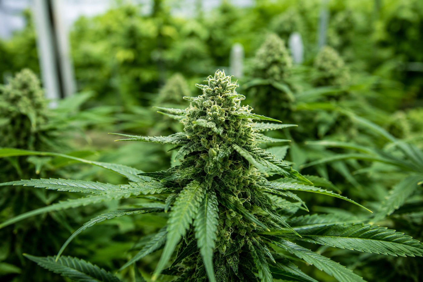 Which States Just Legalized Marijuana in 2026? The Honest Answer Might Surprise You.