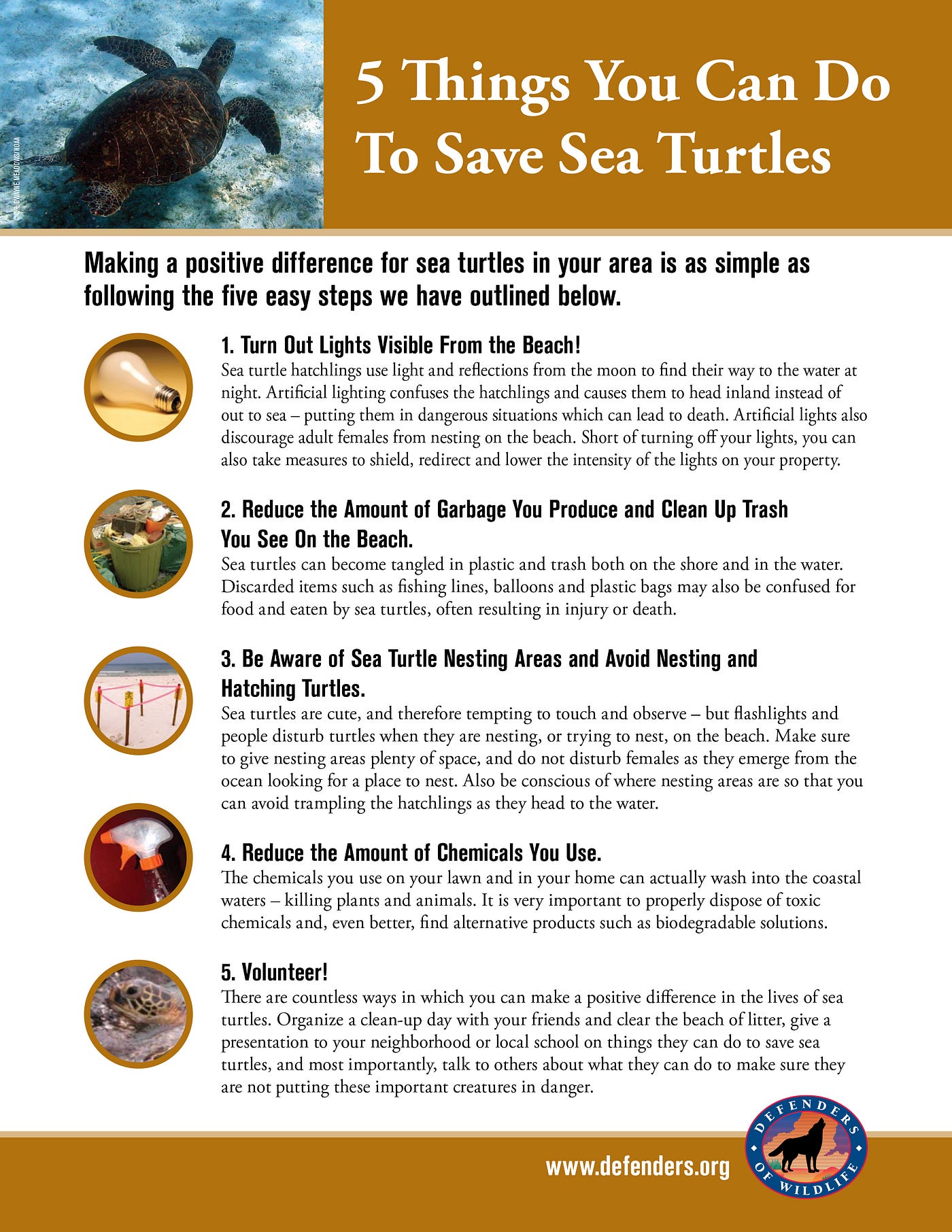 World Turtle Day: 5 ways to help the turtles in your life