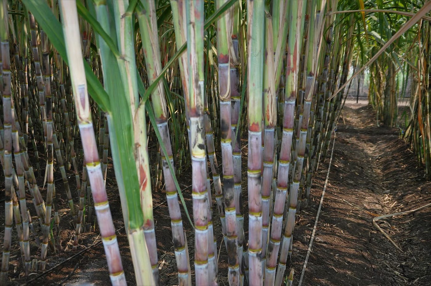 Drip Irrigation Solutions for Sugarcane Farmers in Tamil Nadu