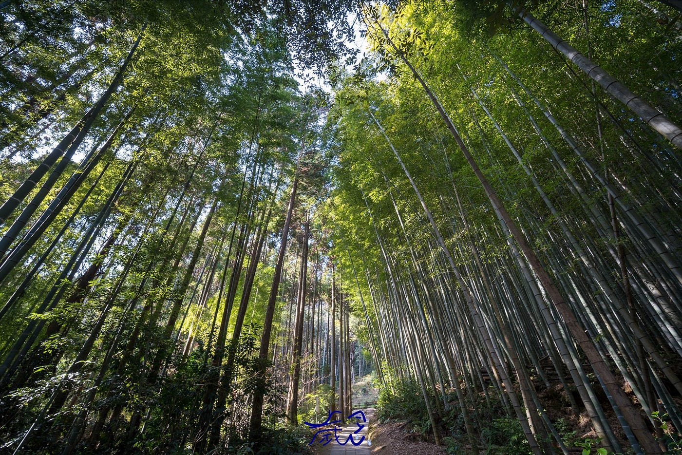 青森縣奧入瀨溪流/十和田湖/岩手縣龍泉洞/武雄神社旁竹林