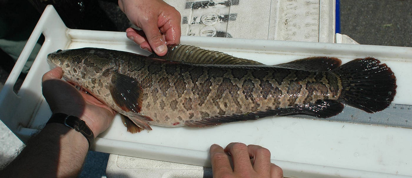 The Snakehead Dilemma. Considering an Often-Maligned Species, by U.S. Fish  and Wildlife Service