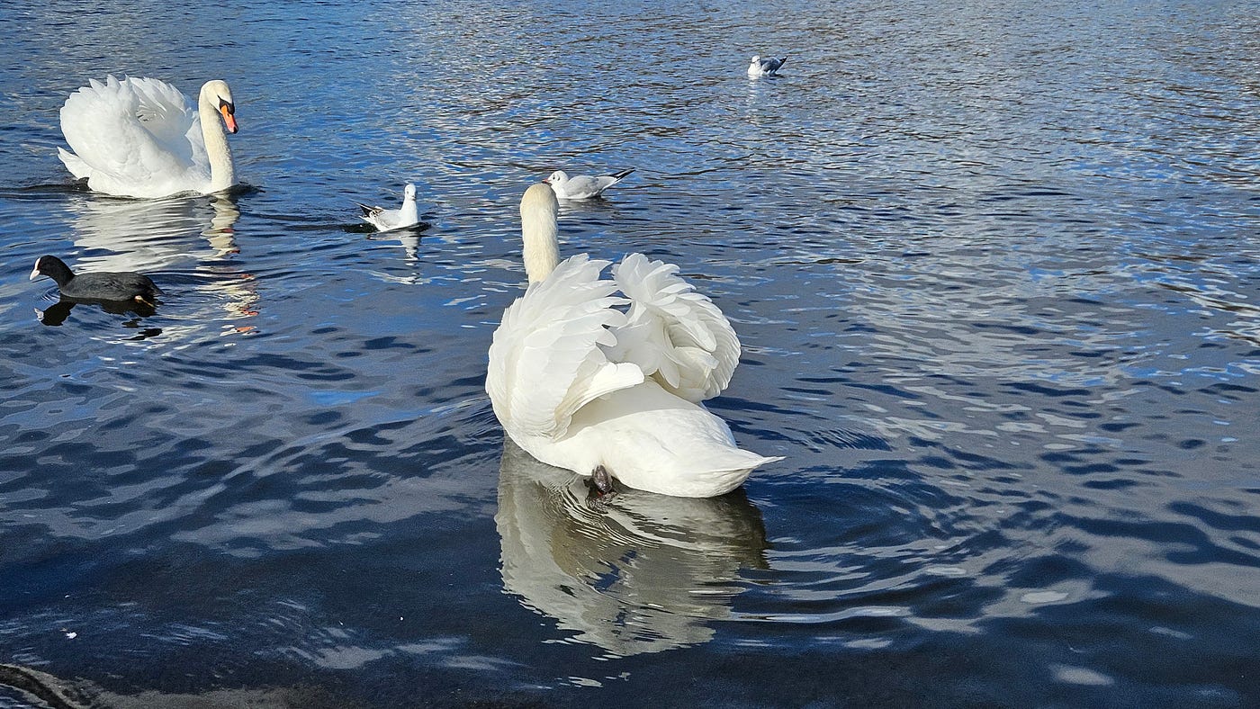 Busking swans being territorial— Credit: Author