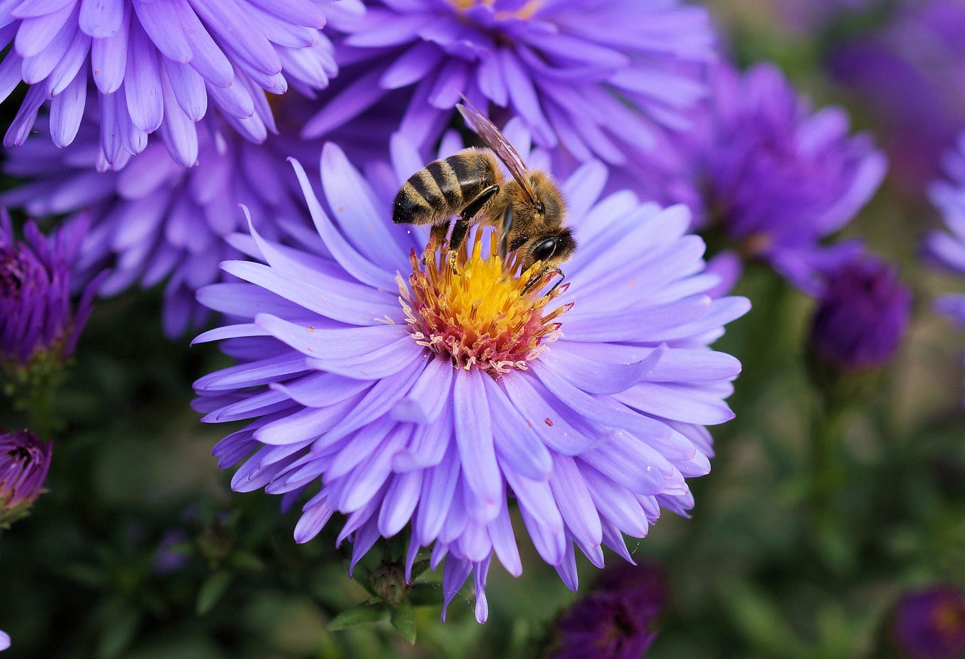 Por qué son tan importantes las abejas para el medio ambiente? | by  UniMontemorelos | Medium