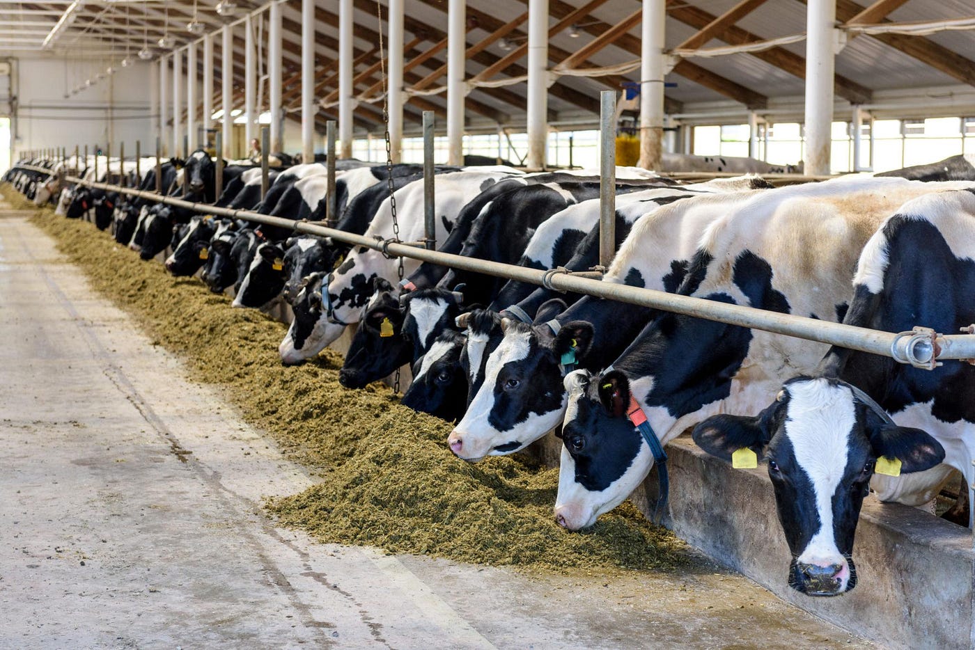Can Fat Replace Starch? A Modern Approach to Dairy Cow Energy Nutrition