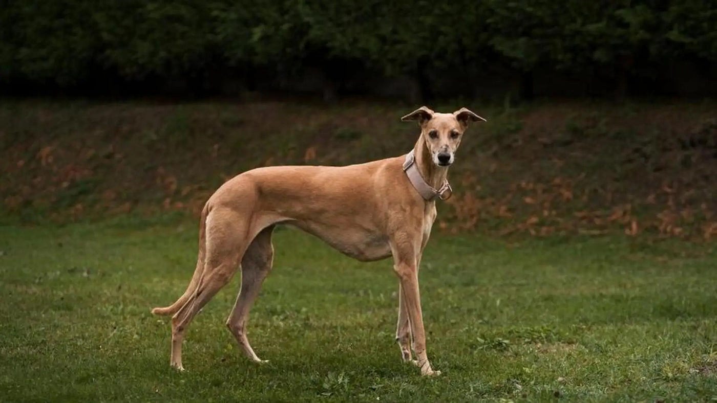 Sale south indian dog breeds Top Sale