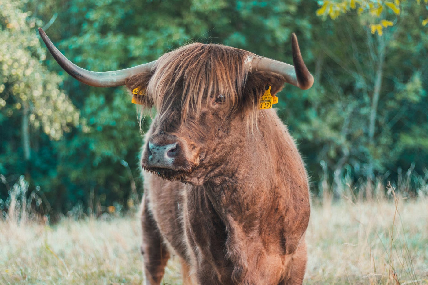 Bitcoin and Crypto Ready to Rip. 1 Bull Market, 1 Bear Market Down… | by  David Anderson | Coinmonks | Medium