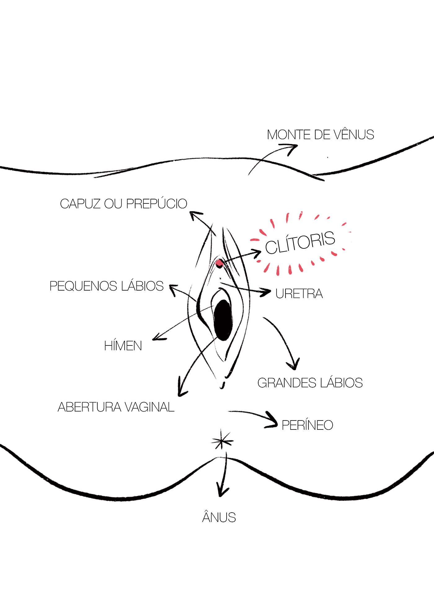 O prazer feminino ilustrado: parte 1 | by Amanda Talhari | Estúdio  Barbatana | Medium