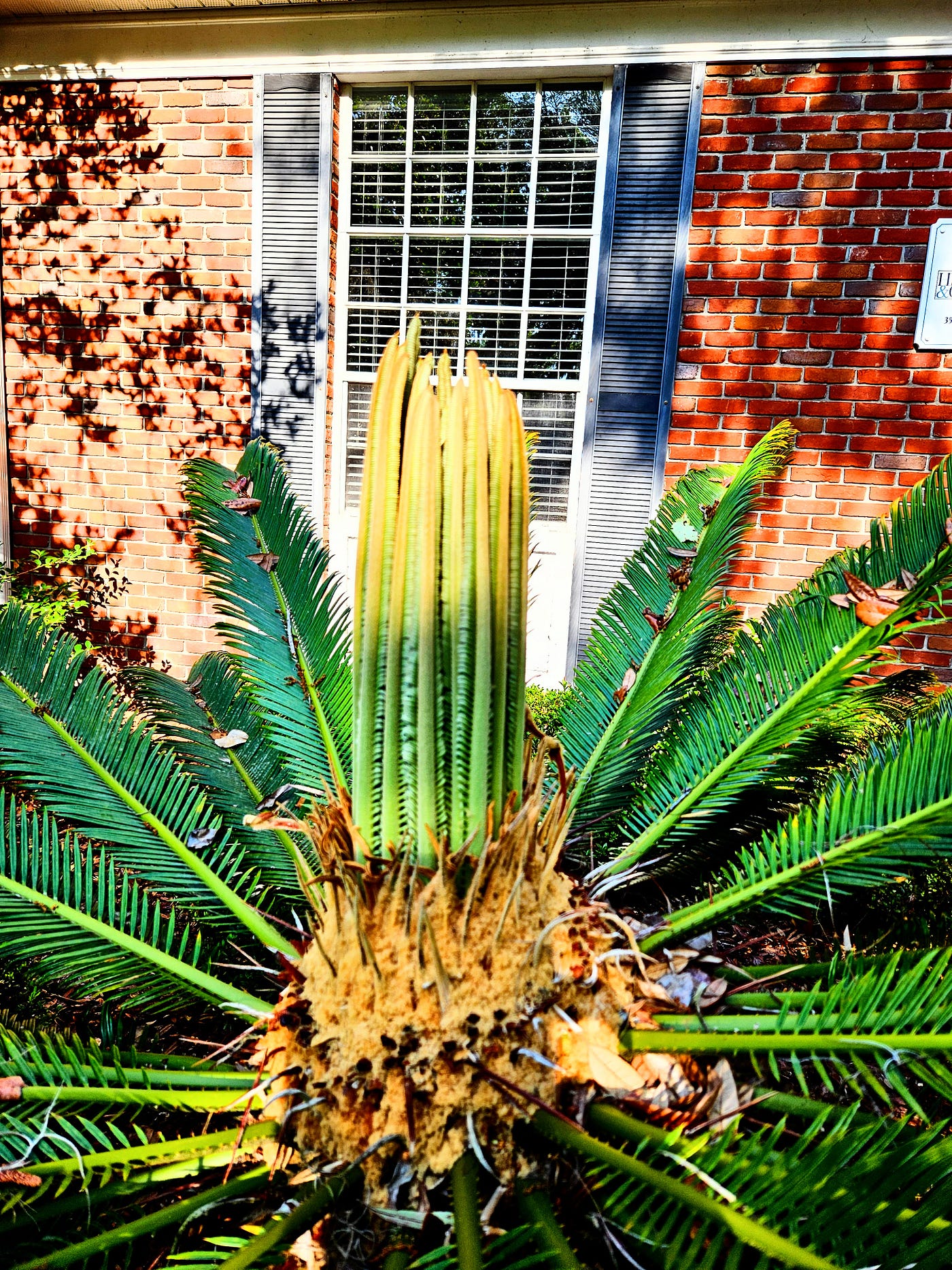 © Dennett 2024 — Female Sago Palm
