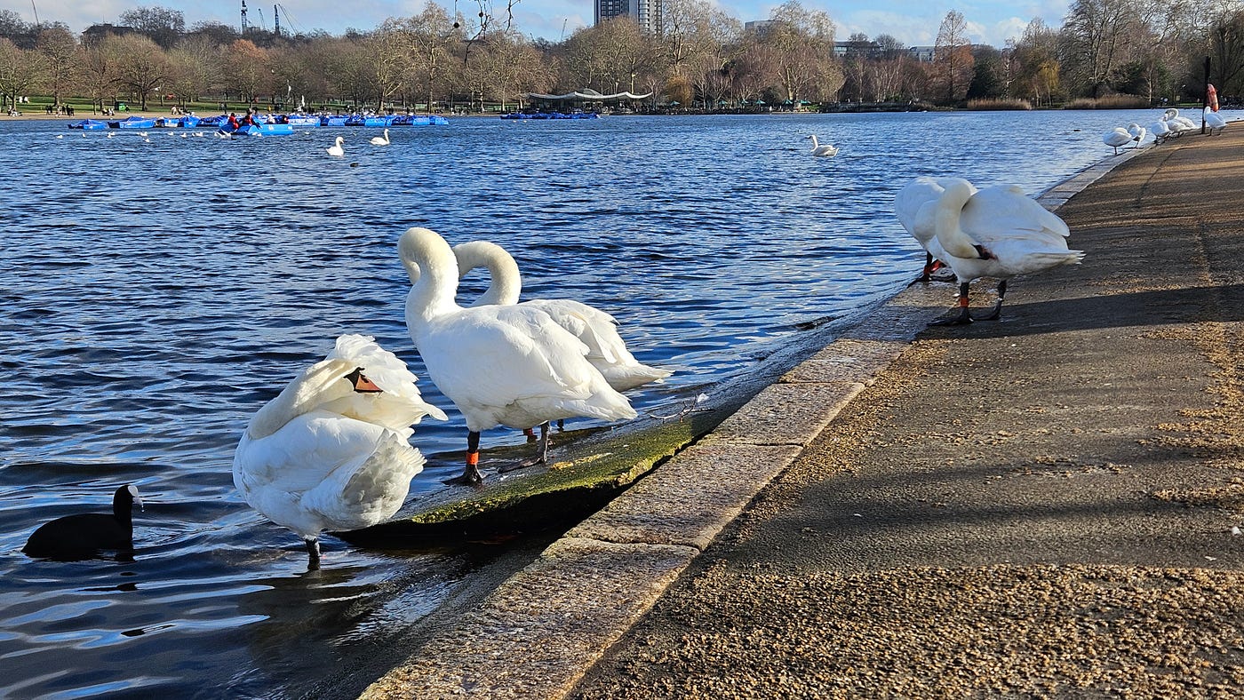 Looking After Your Swan Feathers