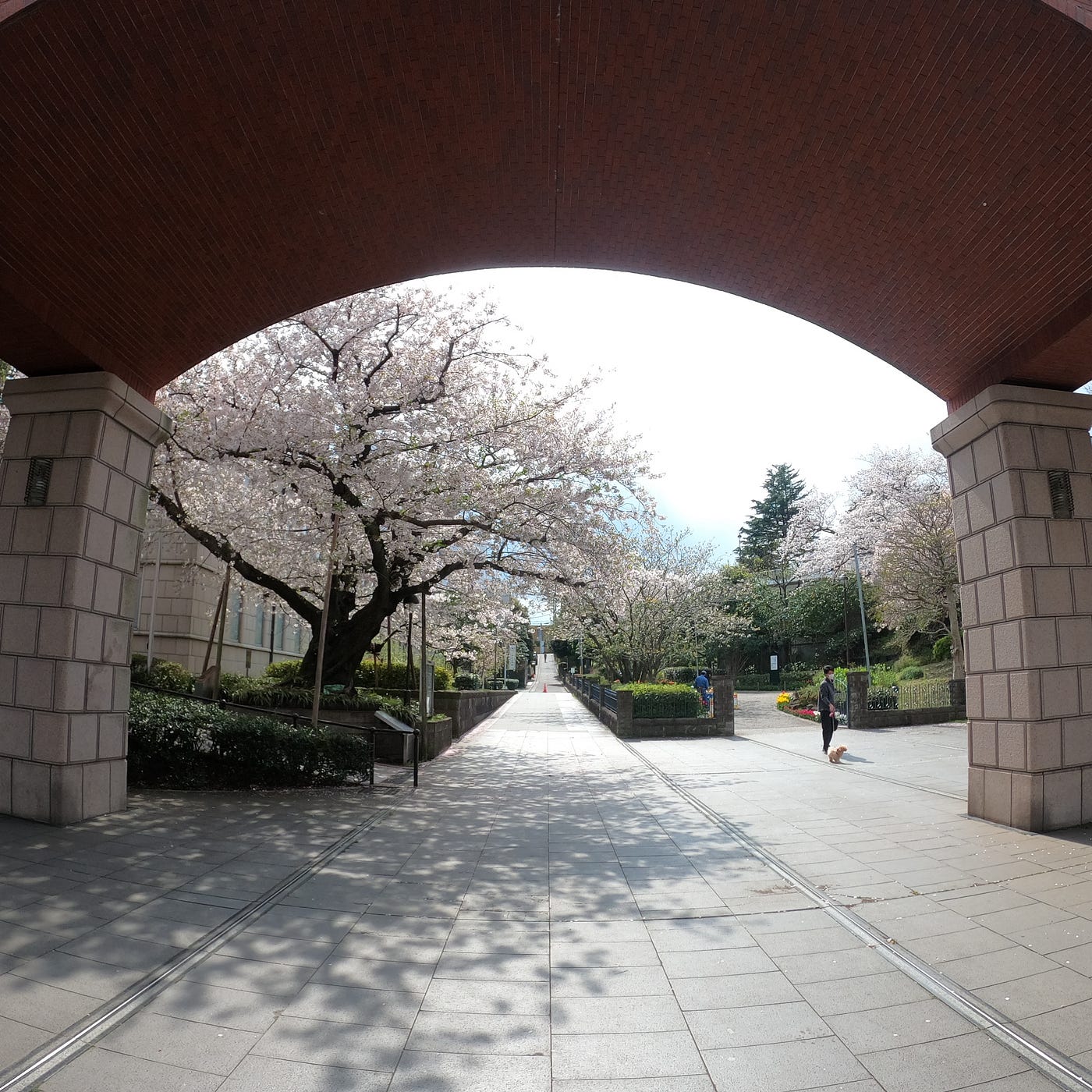 山手の桜