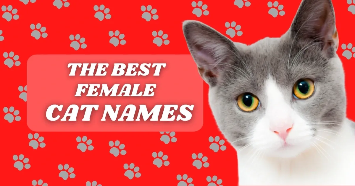 180+ Best Cute Cat Names 2023