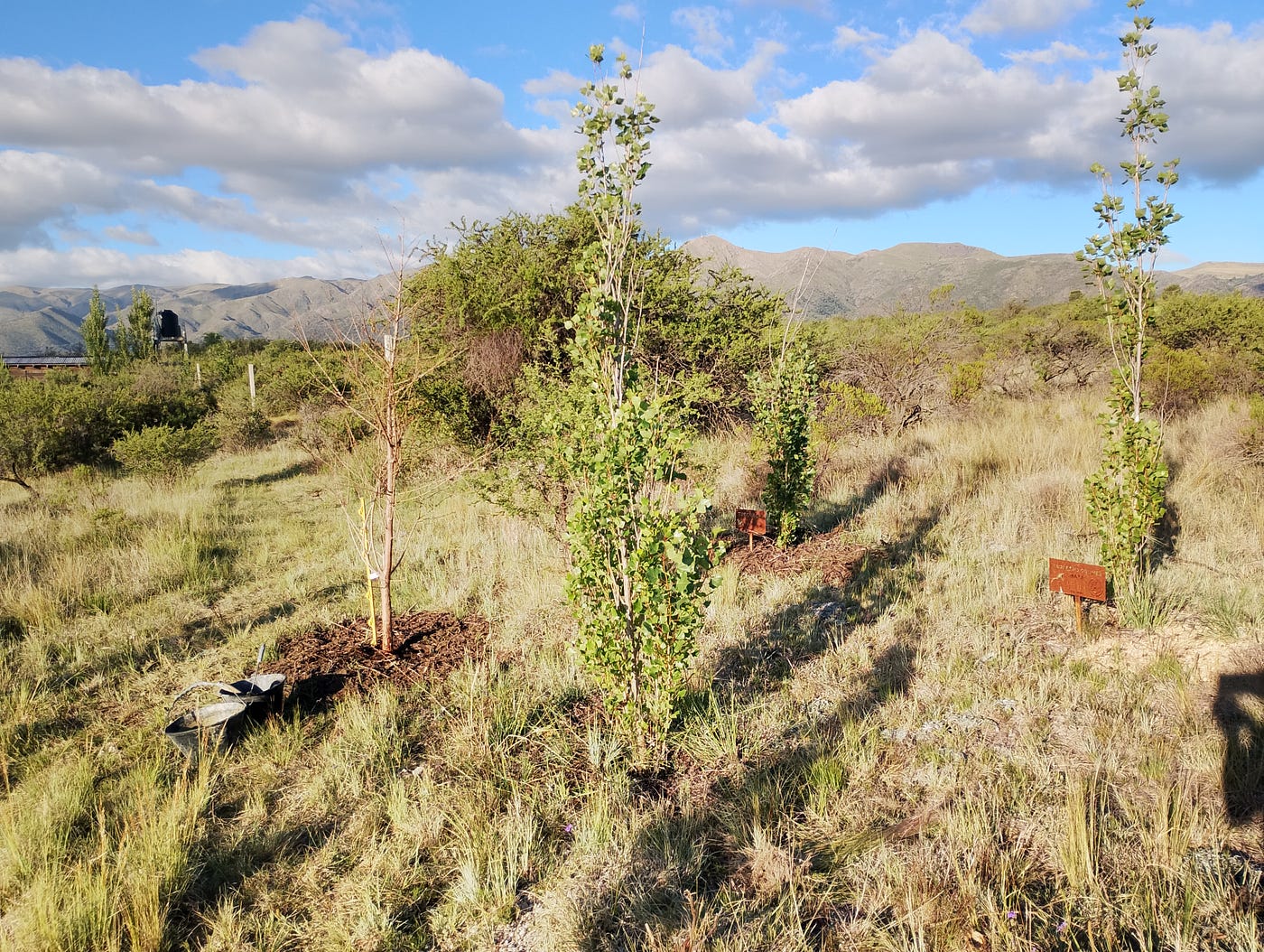 Project Status Report — “Bosque Mithus” Nº 1