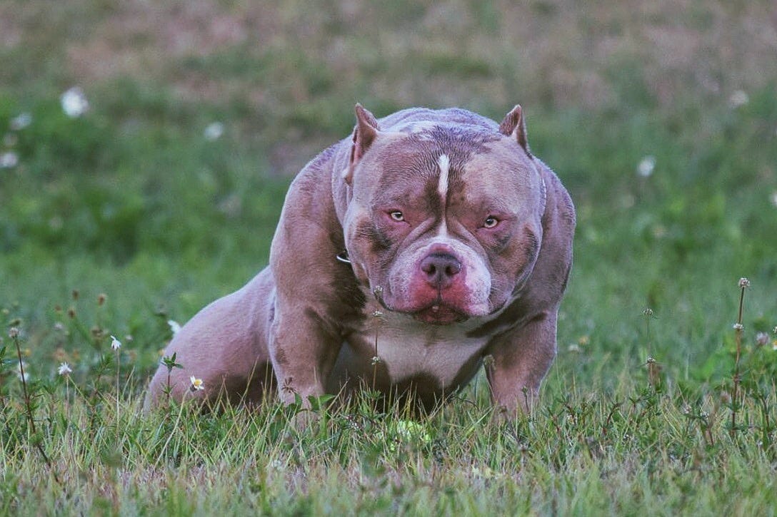 Louis V Line/Dax American Bully puppies on the way!! 