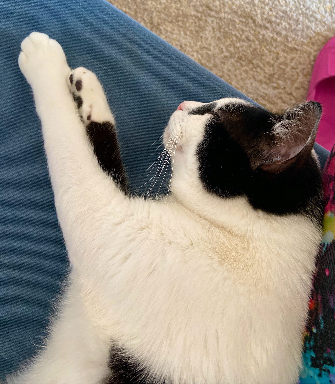 The Boston Cat Who Saved Me From Dying of Loneliness