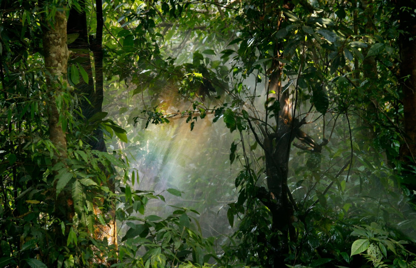Tropical forestsTropical Reforestation Productivity & Forest Growth Simulation