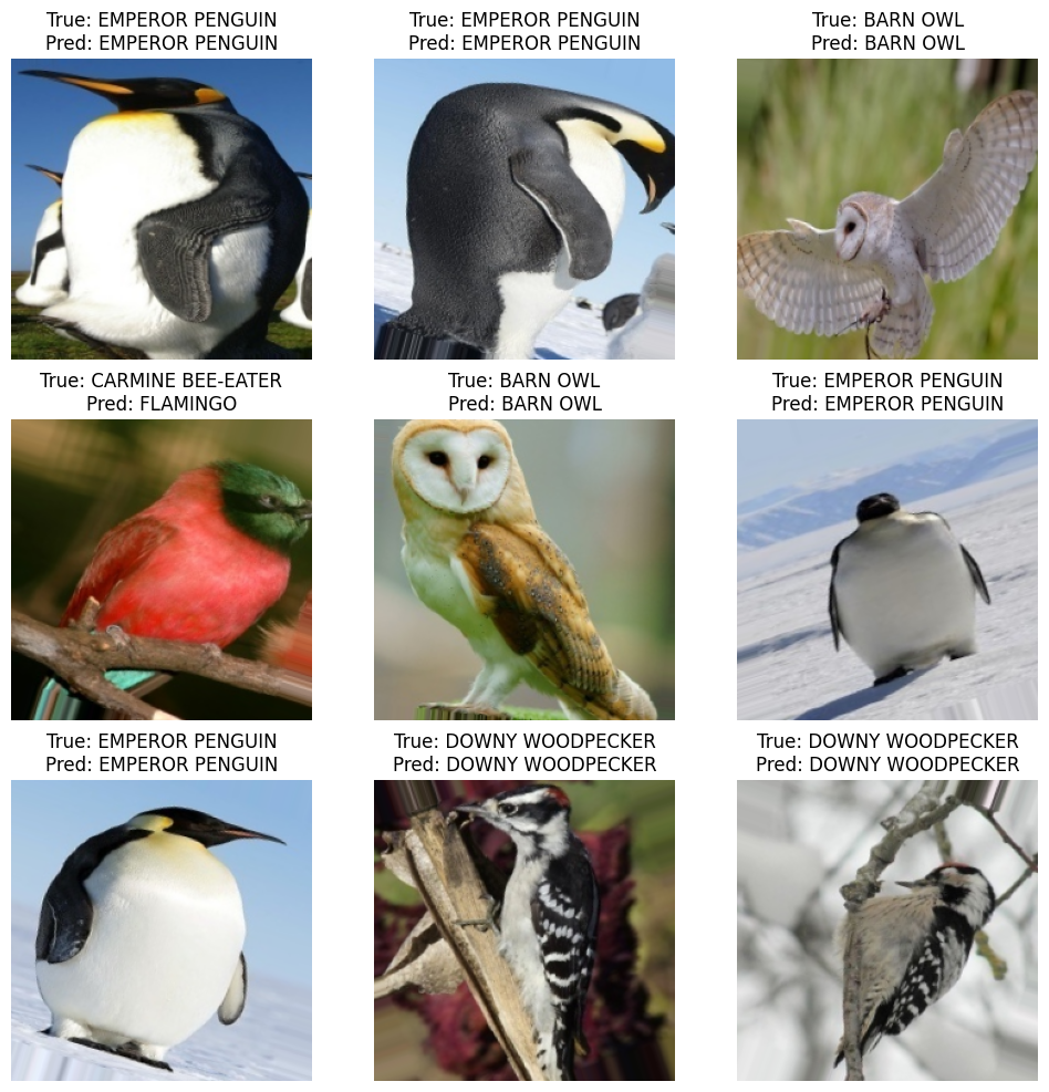 What is the Class for Birds 